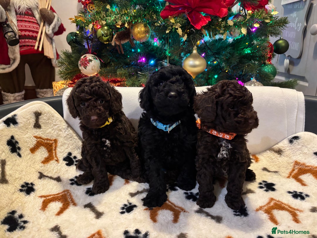 Miniature Poodle dogs for sale: 🐾 Beautiful Miniature Poodle Puppies Available🐾 - Advert 8