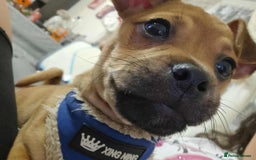 Jug dogs for sale: 🐶 3-Month-Old Male Puppy for Sale 🐾 - Image 5