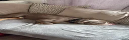 Old Tyme Bulldog dogs for sale: Old tyme bulldog for sale in Sutton - Advert 2