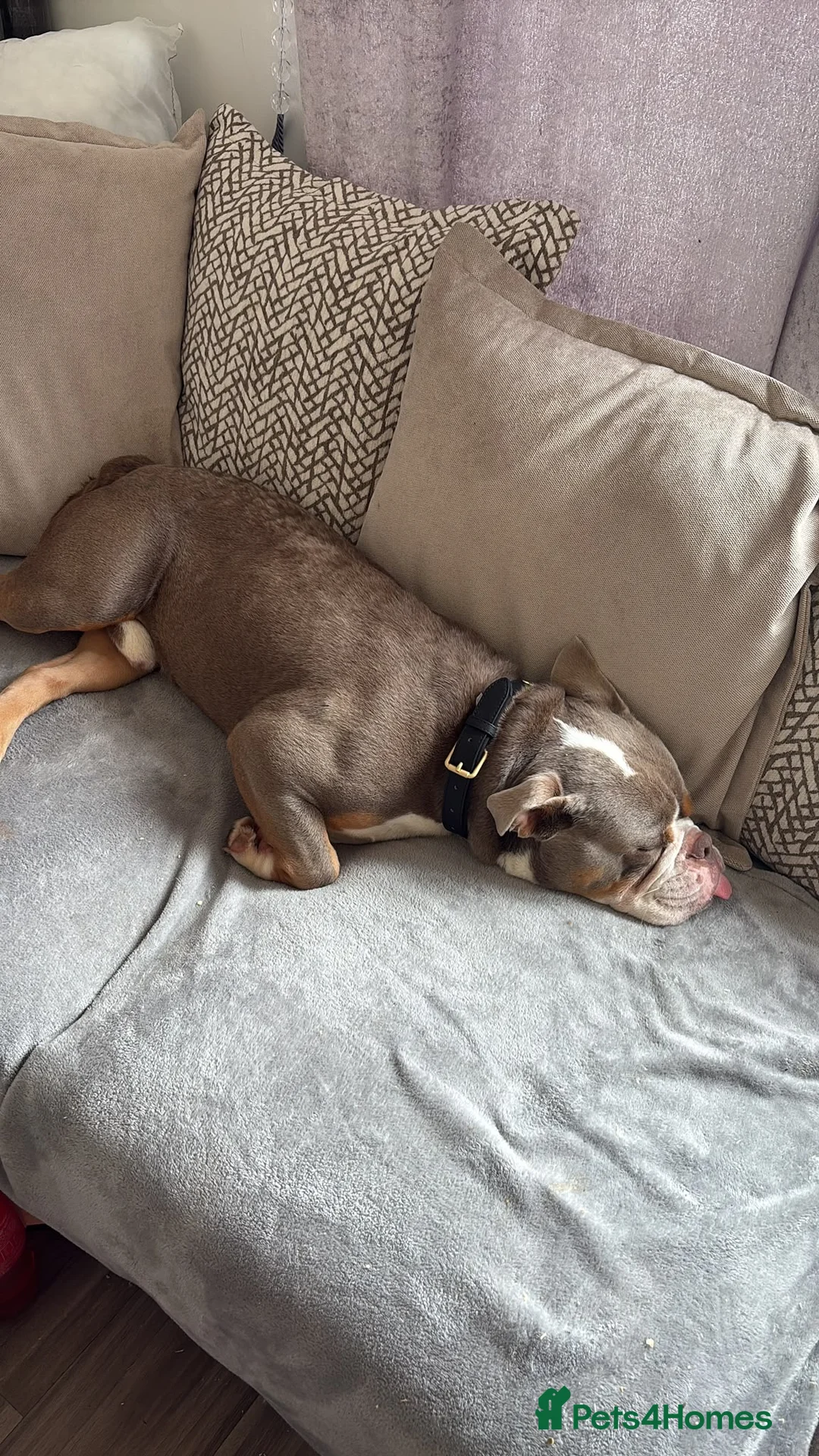 Old Tyme Bulldog dogs for sale: Old tyme bulldog for sale in Sutton - Advert 2