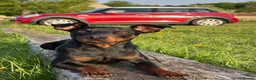 Miniature Pinscher dogs for stud: MINIATURE PINSCHER FOR STUD - Advert 10