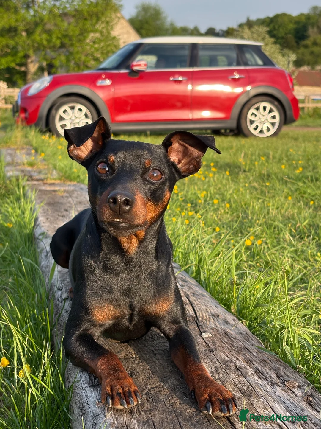 Miniature Pinscher dogs for stud: MINIATURE PINSCHER FOR STUD - Advert 10