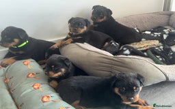 Rottweiler dogs for sale: Rottweiler  puppies ready today  - Image 5