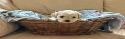 Cavachon dogs for sale: Beautiful F1B Cavapoochons  - Advert 10