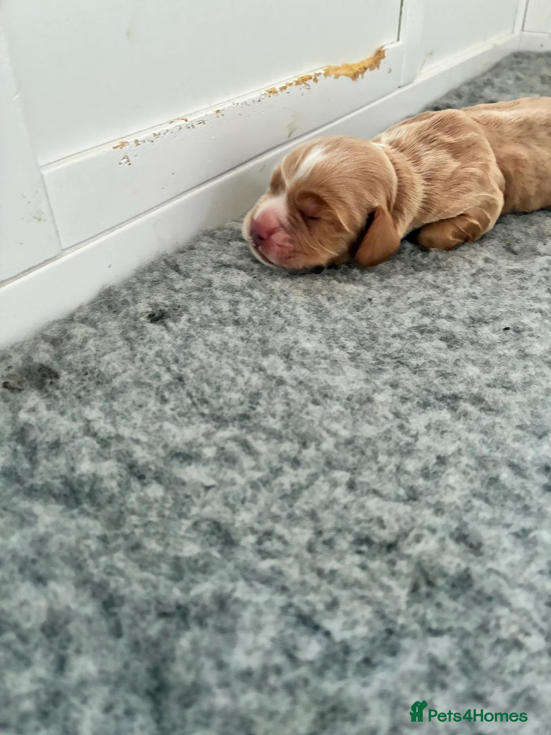 Cocker Spaniel dogs for sale: KC Registered and Vet checked Pups - Advert 28