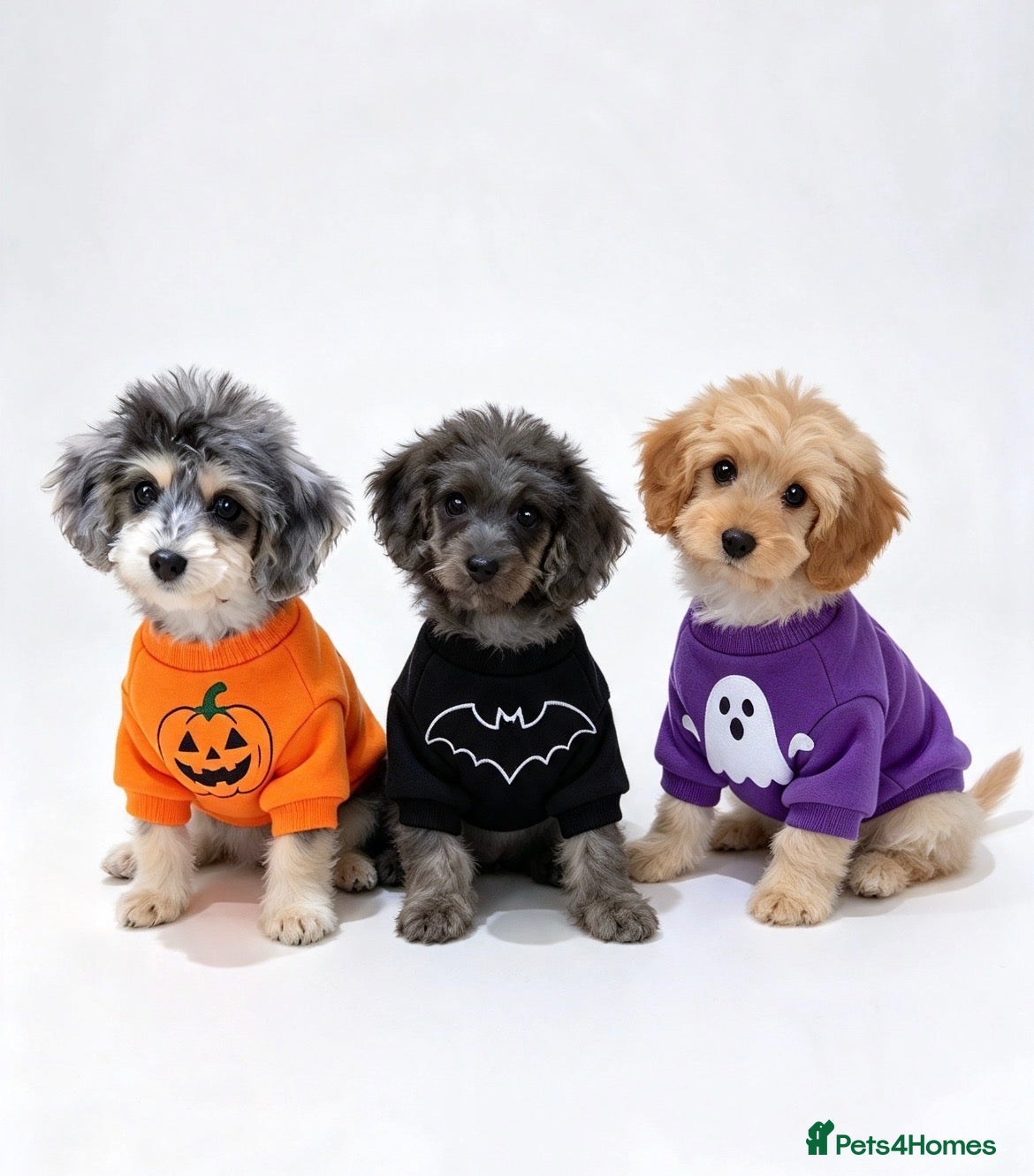 Cavapoo dogs for sale: top quality Cavapoo Puppies - Advert 2