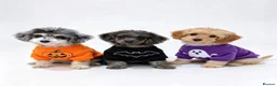 Cavapoo dogs for sale: top quality Cavapoo Puppies - Advert 2