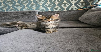 Maine Coon cats - Advert 5