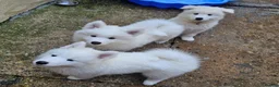 Samoyed dogs for sale: SAMOYED PUPPIES ONLY THREE GIRLS AVAILABLE  in Dagenham - Advert 12