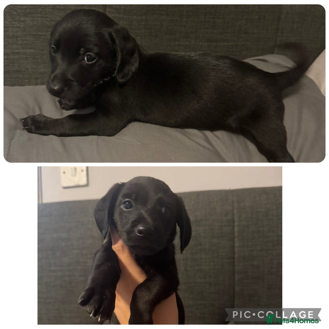 Mixed Breed dogs for sale: Collie cross (Dollie’s) x2 boy ready Sunday  - Image 5