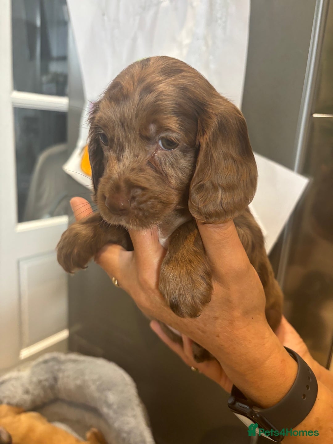 Cocker Spaniel dogs for sale: Cute show type very rare colours dna health tested - Image 21