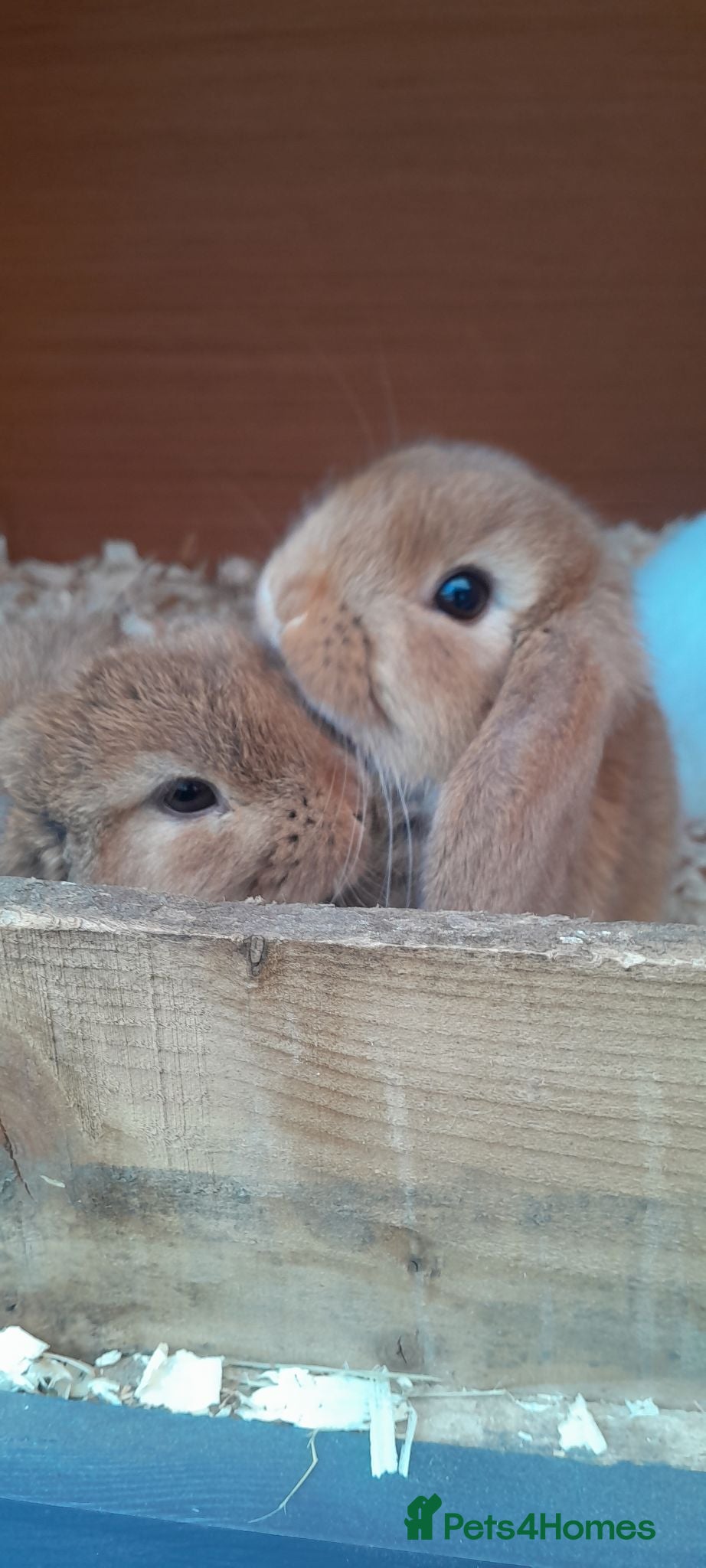 Mini Lop rabbits Mini lop rabbits - Advert 2
