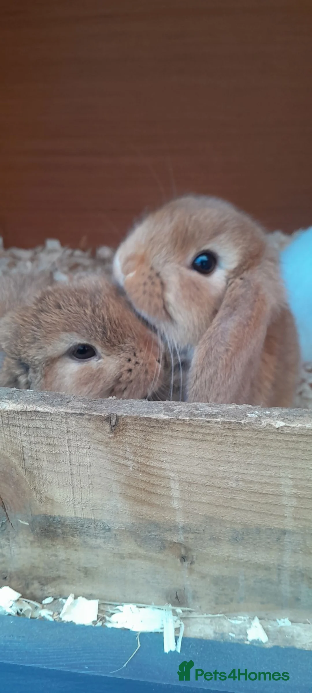 Mini Lop rabbits for sale: Mini lop rabbits - Advert 2
