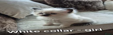 White collar - seal point girl