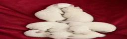 Ragdoll cats for sale: Beautiful ragdoll kittens ready to reserve.    - Advert 3