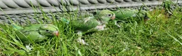 Parakeets birds for sale: Pair of IndianRingneck + Cage proven Breeding Pair in Burnley - Advert 4