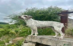 Pointer dogs for sale: 🇫🇷 French Pointer - Braque Du Bourbonnais in Barnstaple - Image 3