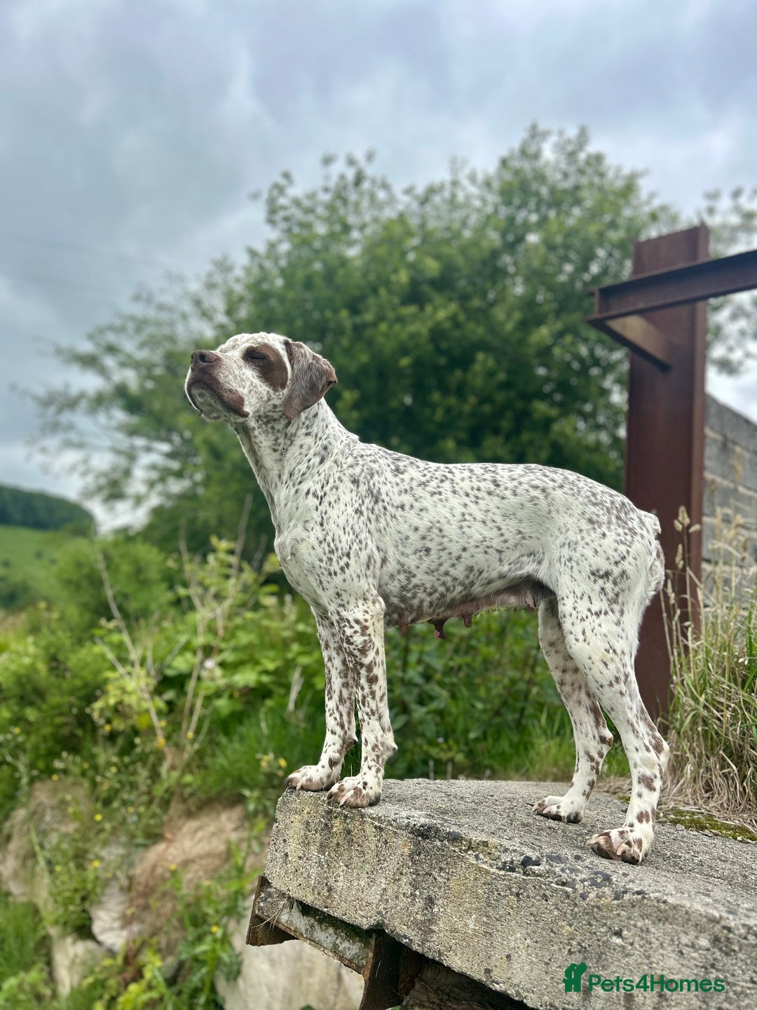 Pointer dogs for sale: 🇫🇷 French Pointer - Braque Du Bourbonnais in Barnstaple - Image 3