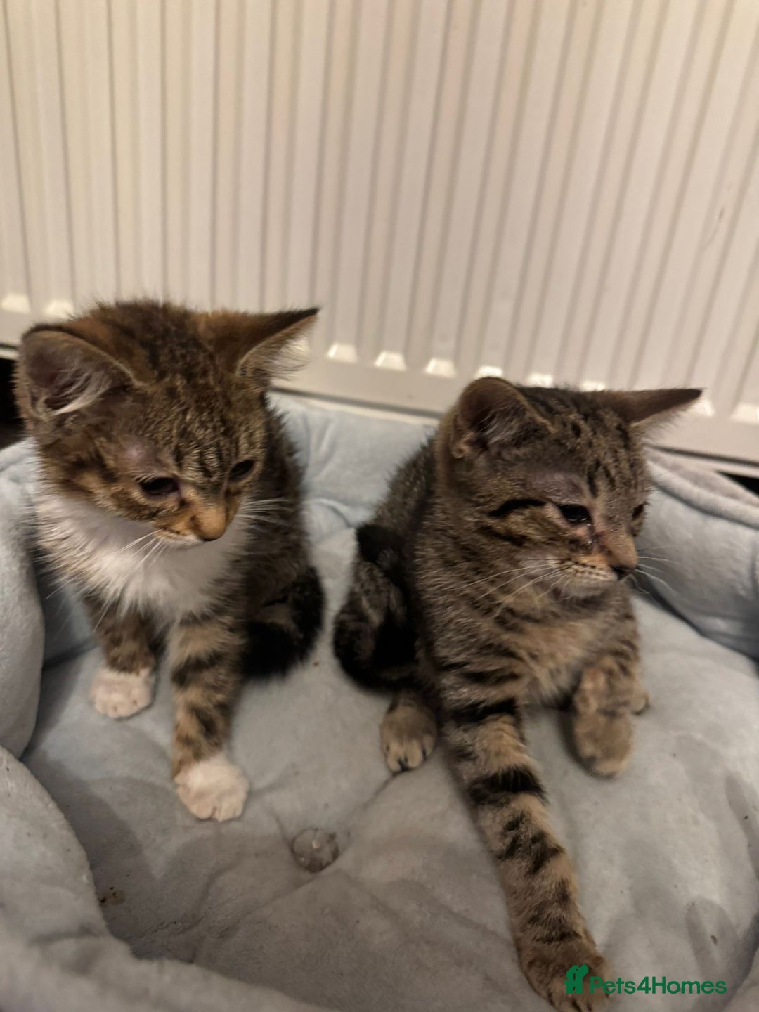 American Shorthair cats for sale: Two Tabby Kittens - Advert 5