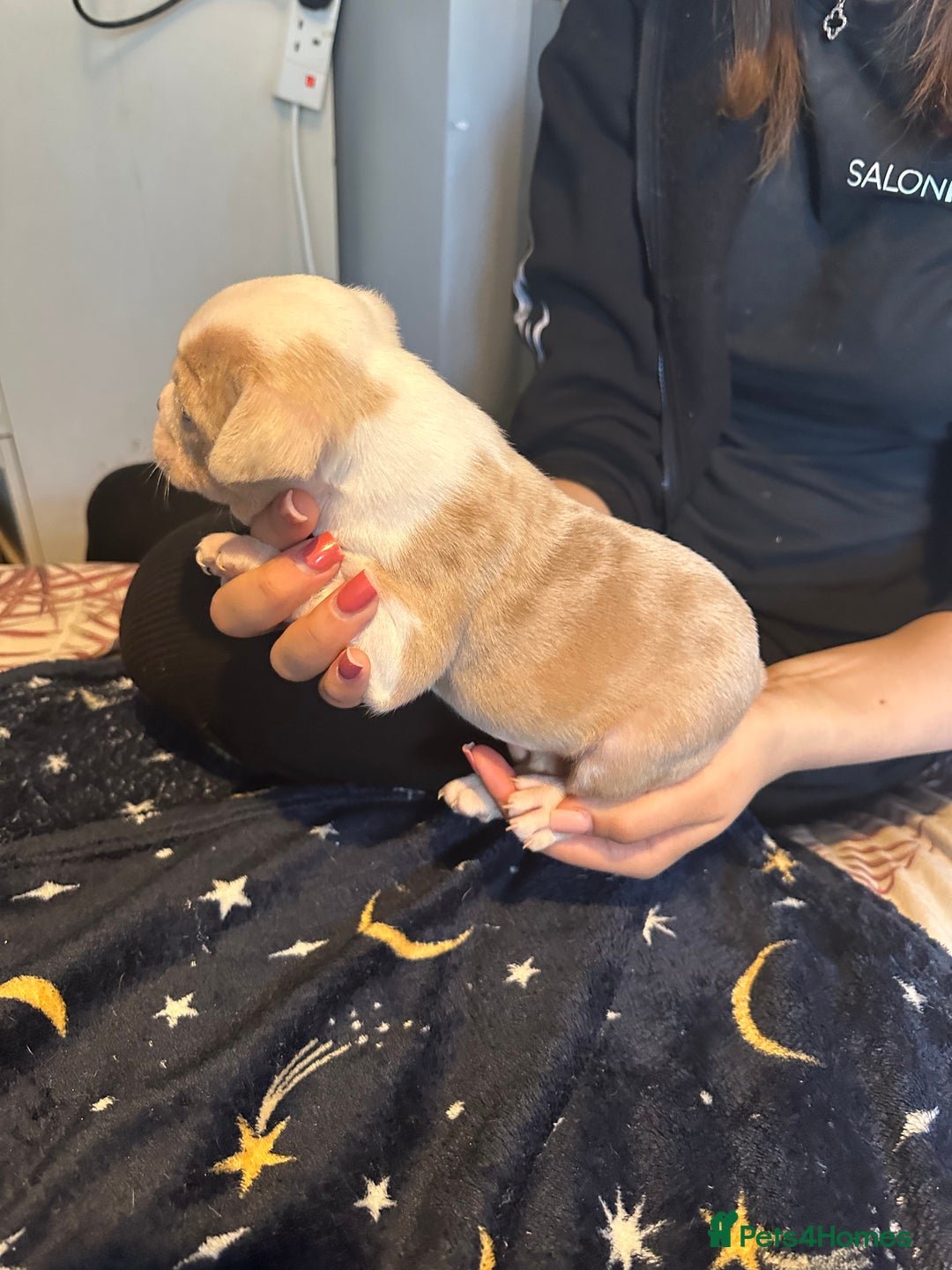 American Bully dogs for sale: ABKC REGISTERED Pocket Exotic/Extreme Bully PUPS! - Image 24