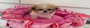 Shih Tzu Puppy 2