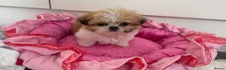 Shih Tzu dogs for sale: Shihtzu puppies in Newark - Advert 4