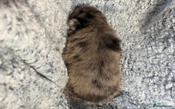 Pomeranian dogs for sale: Very adorable Pomeranian Puppies - Image 17