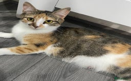 Mixed Breed cats for sale: 10 weeks old kittens ready to leave  - Image 22