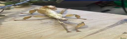 Stick Insects invertebrates for sale: Macleays Spectre (giant stick insects)  - Advert 4