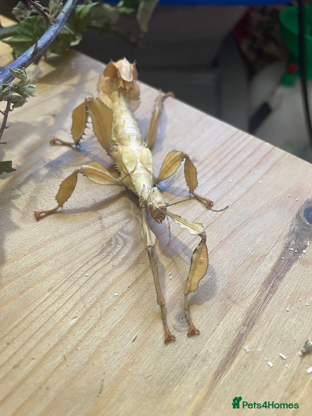 Stick Insects invertebrates for sale: Macleays Spectre (giant stick insects)  - Advert 4