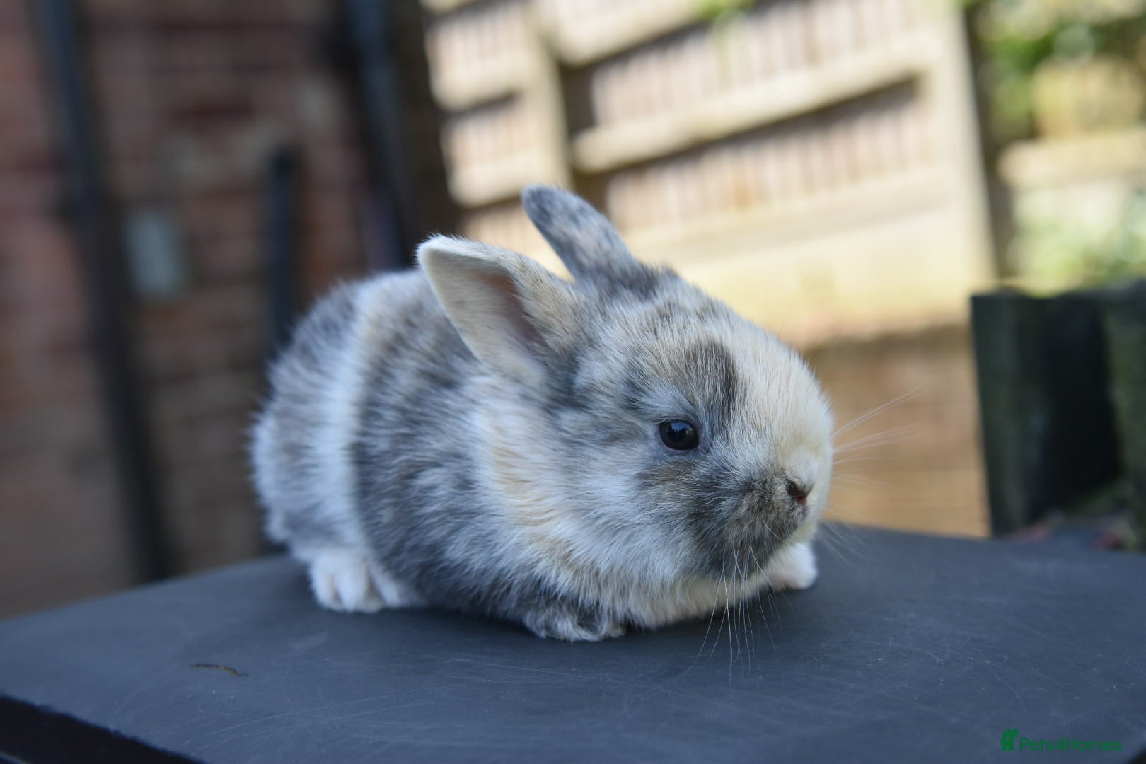 Lionhead rabbits for sale: Baby Lionhead x Lops Looking For New Home - Advert 15