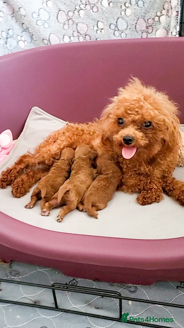 Toy Poodle dogs Gorgeous Asian Toy Poodle - Advert 2