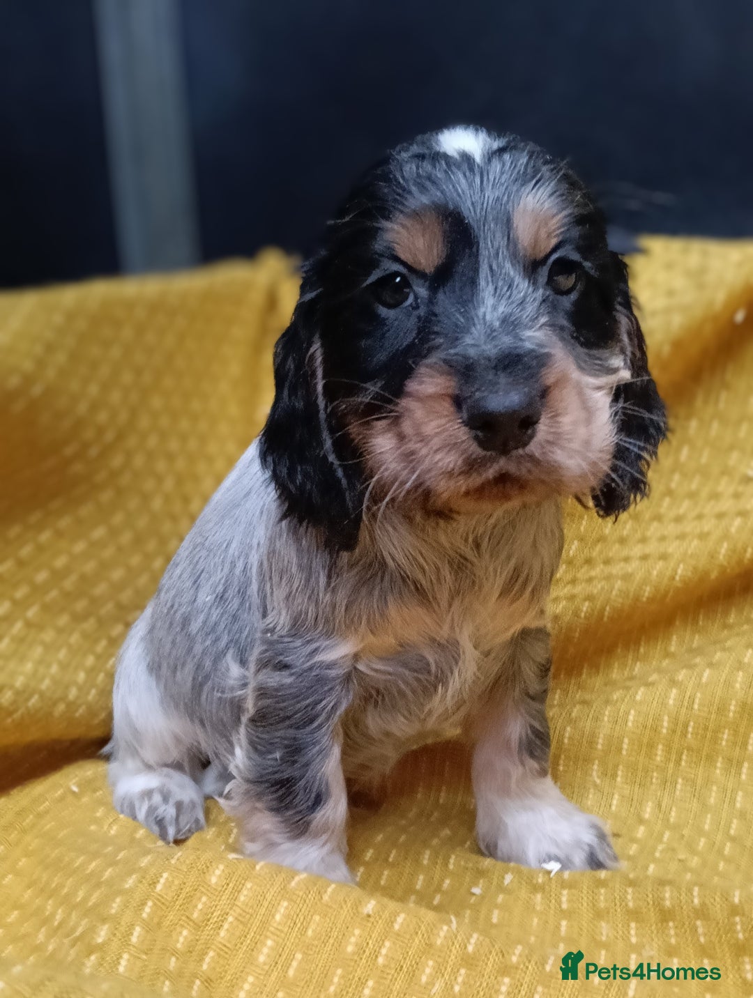 Cocker Spaniel dogs for sale: 🩷Scrumptious Cocker Spaniel puppies 🩷 - Advert 5
