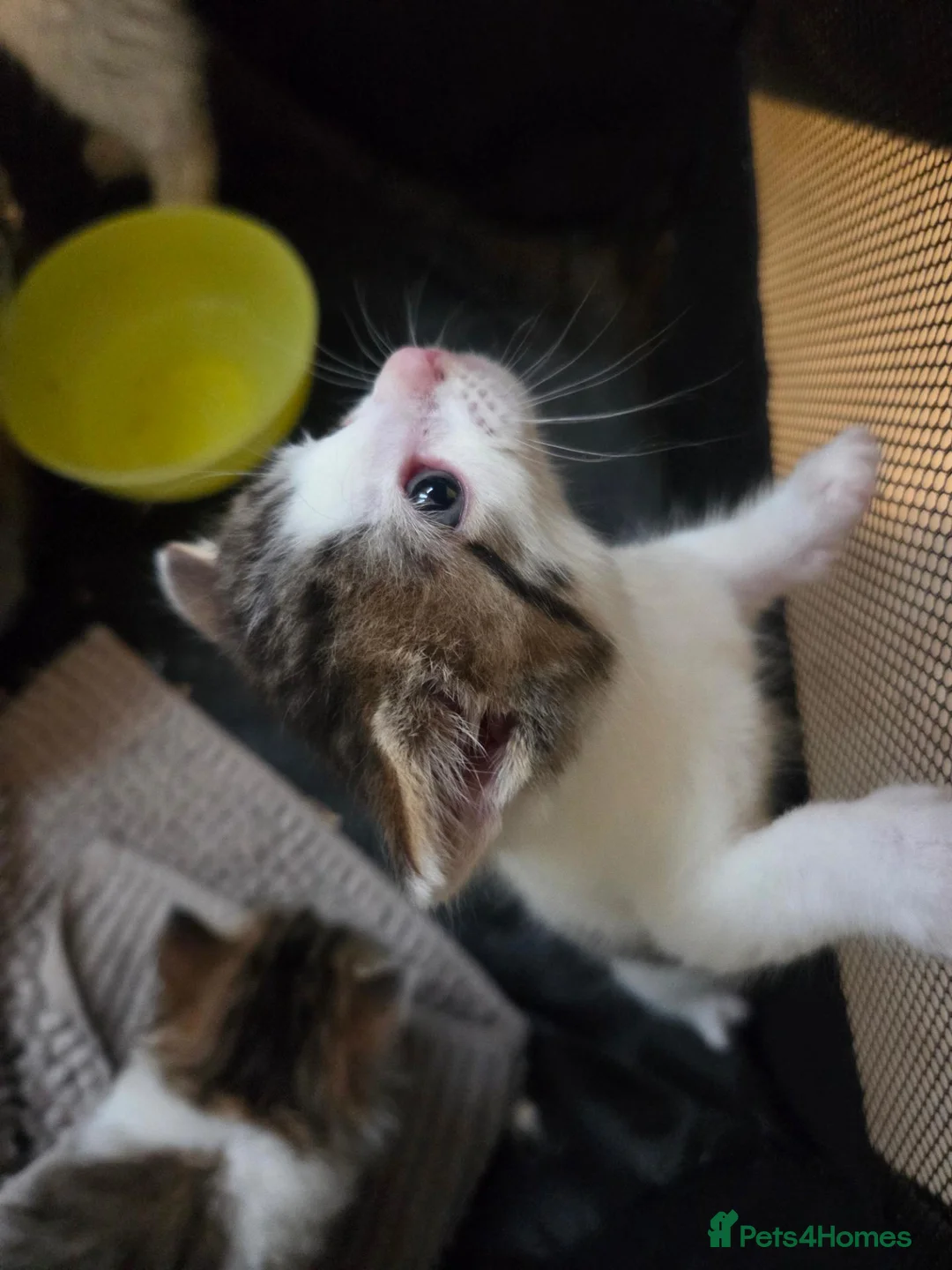 British Shorthair cats for sale: 1 boy tabby and 1 girl more white and abit tabby - Advert 11
