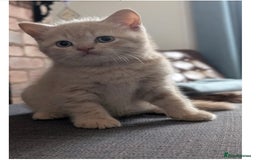British Shorthair cats for sale: 3 beautiful pedigree British shorthair boys.  - Image 9