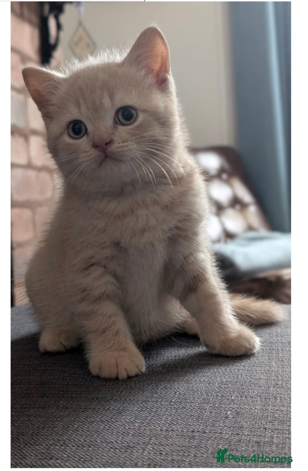 British Shorthair cats for sale: 3 beautiful pedigree British shorthair boys.  - Image 9