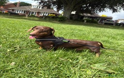 Miniature Dachshund dogs for stud: Chocolate and Tan Miniature Dachshund stud in Walsall - Image 3