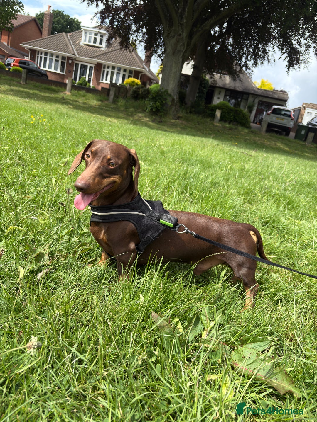 Miniature Dachshund dogs for stud: Chocolate and Tan Miniature Dachshund stud in Walsall - Image 3