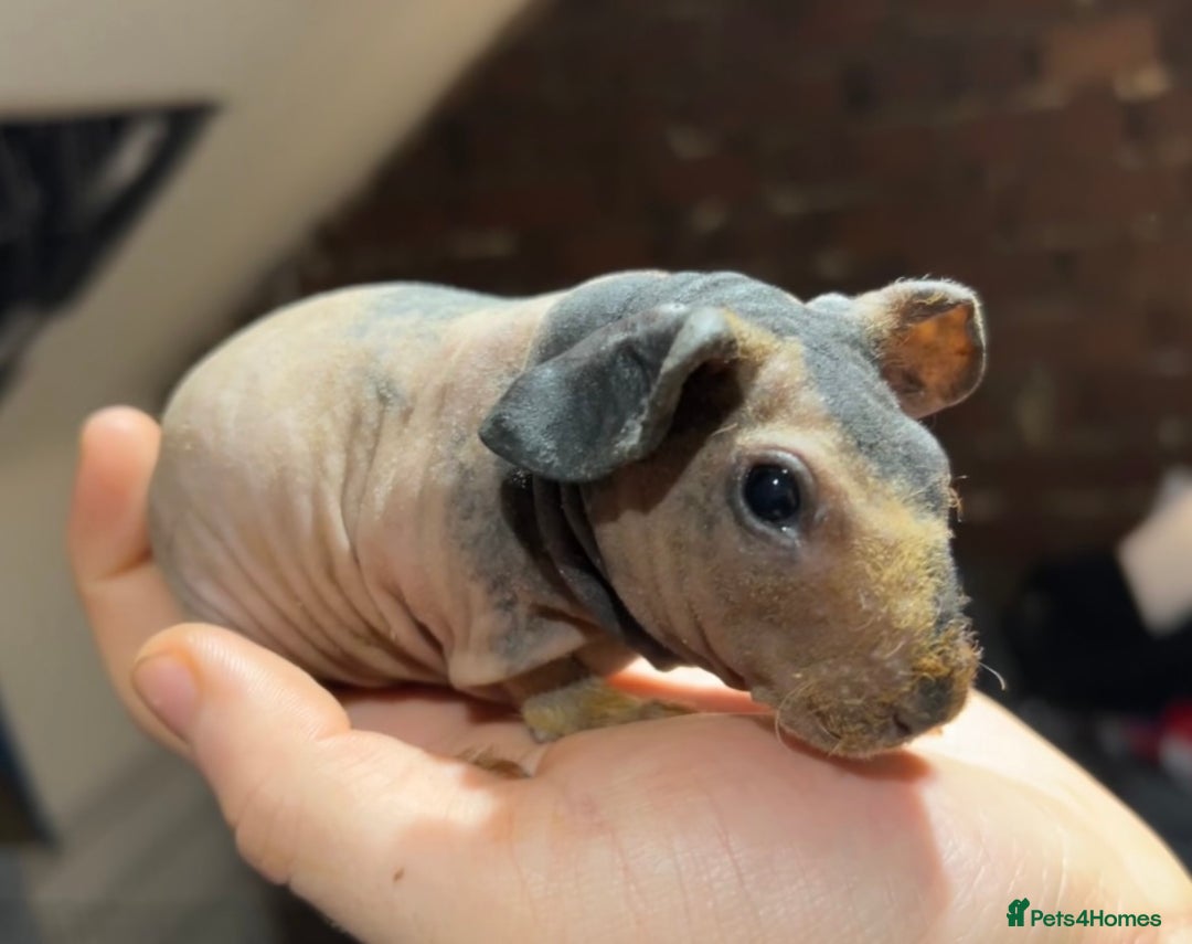 Guinea Pig rodents for sale: Pedigree baby skinny pigs - Advert 1