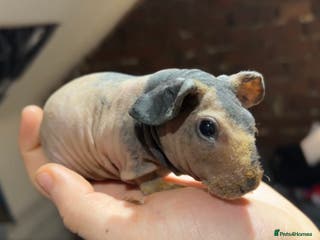 Guinea Pig rodents Pedigree baby skinny pigs - Advert 1