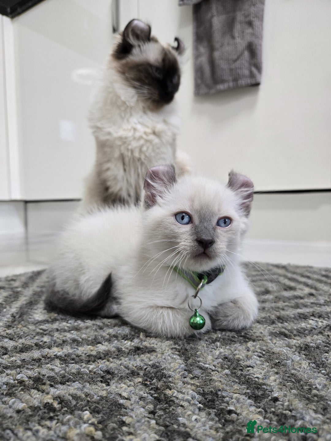 American Curl cats for sale: RARE, Unique, Affectionate American Curl Kittens!  - Advert 35