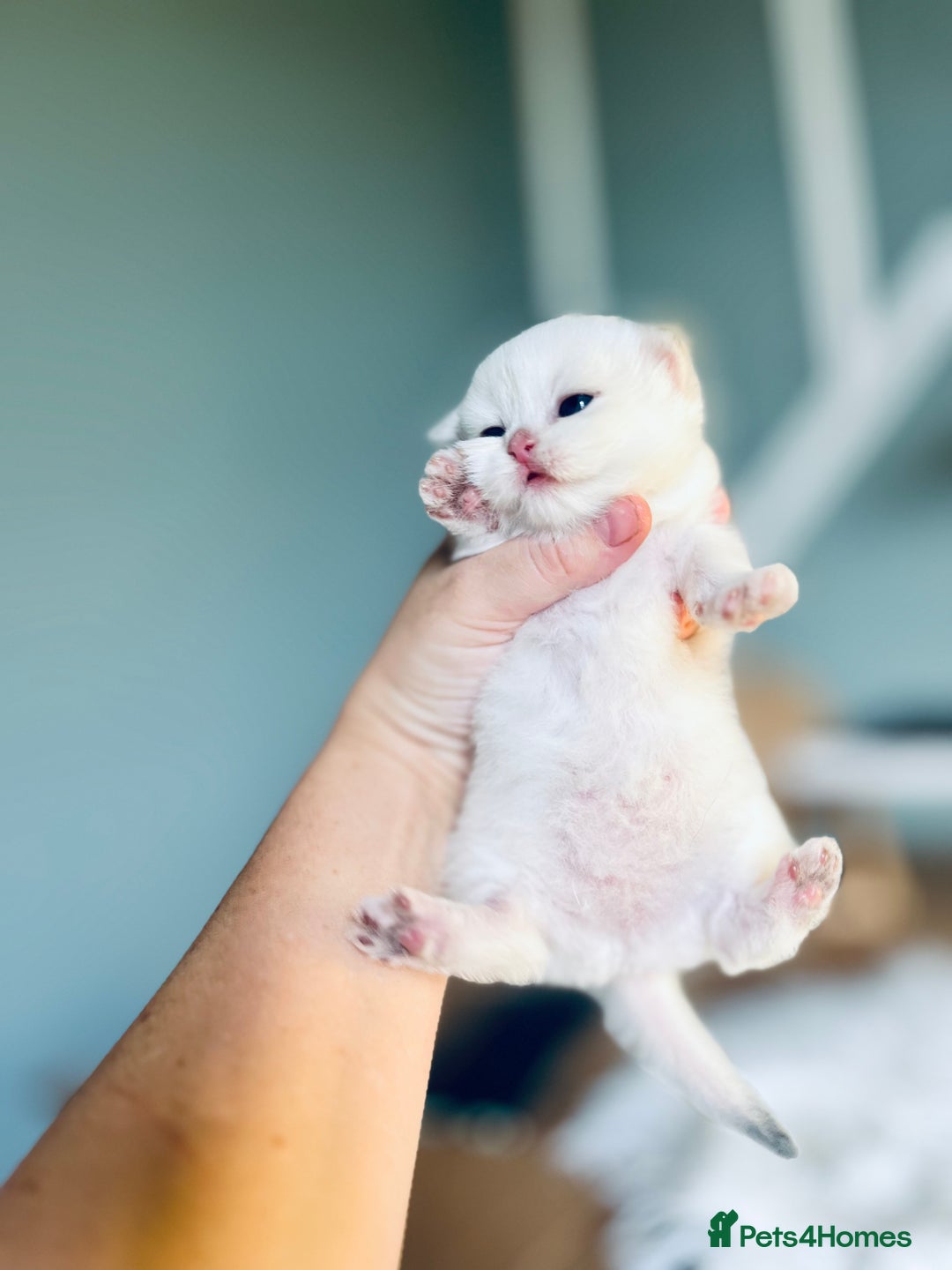 British Longhair cats for sale: 🐾🤩❤️Gold Angels - tiny stars 🐾❤️🐱 - Image 24