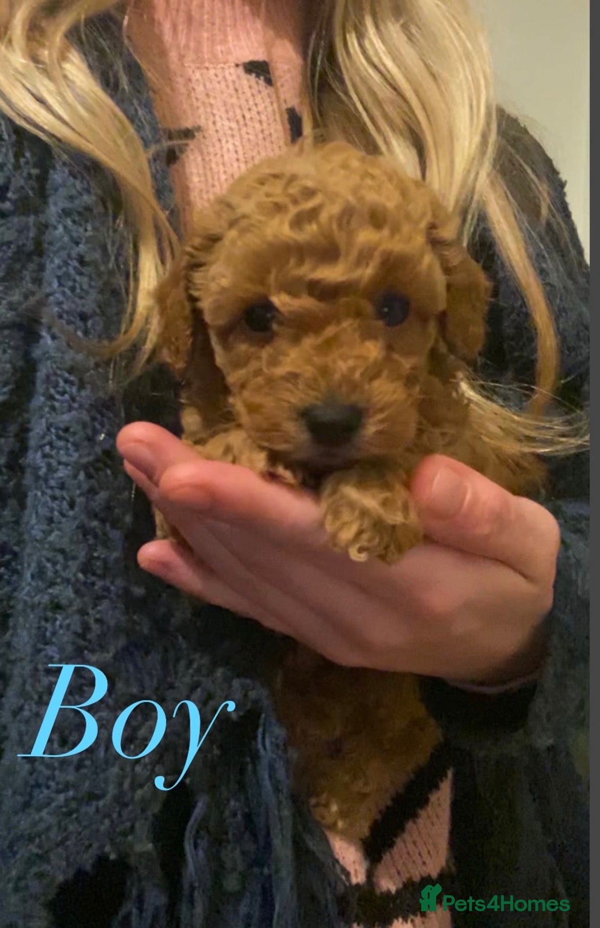 Cavapoo dogs for sale: Only 1 beautiful boy left  - Advert 19