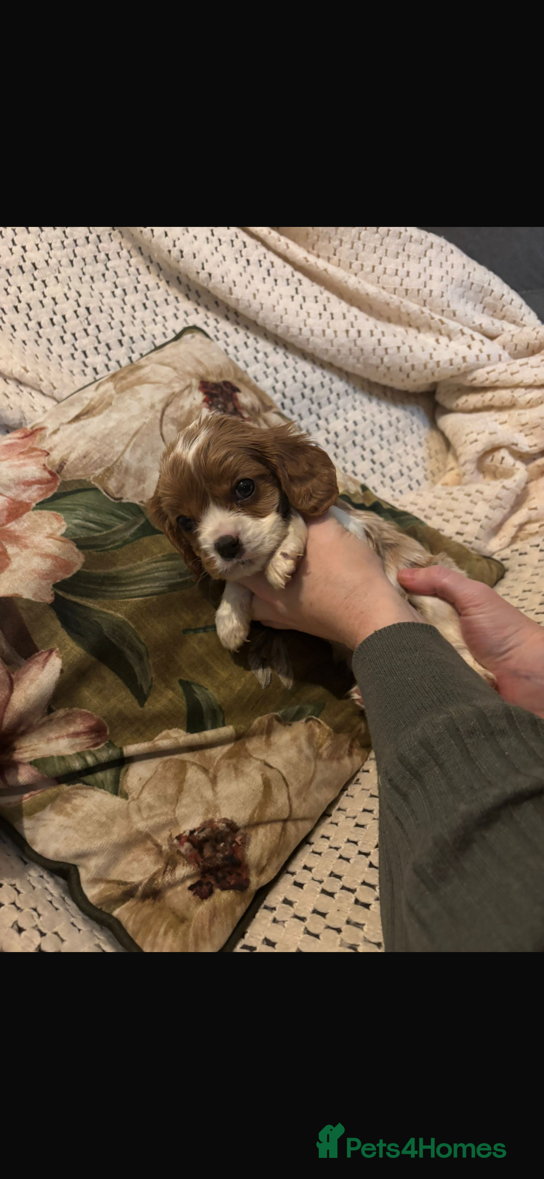 Cavalier King Charles Spaniel dogs for sale: Cavalier King Charles spaniel puppies  - Advert 21