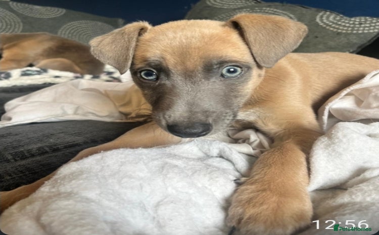 Mixed Breed dogs - Advert 6