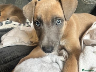 Mixed Breed dogs - Advert 5