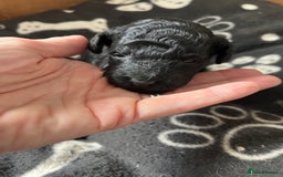 Miniature Poodle dogs for sale: Gorgeous miniature poodle pups - Image 11