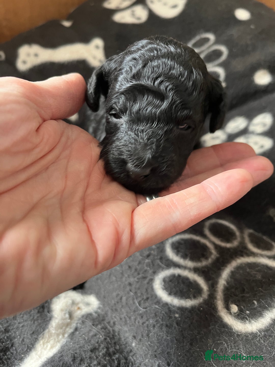 Miniature Poodle dogs for sale: Gorgeous miniature poodle pups - Image 11