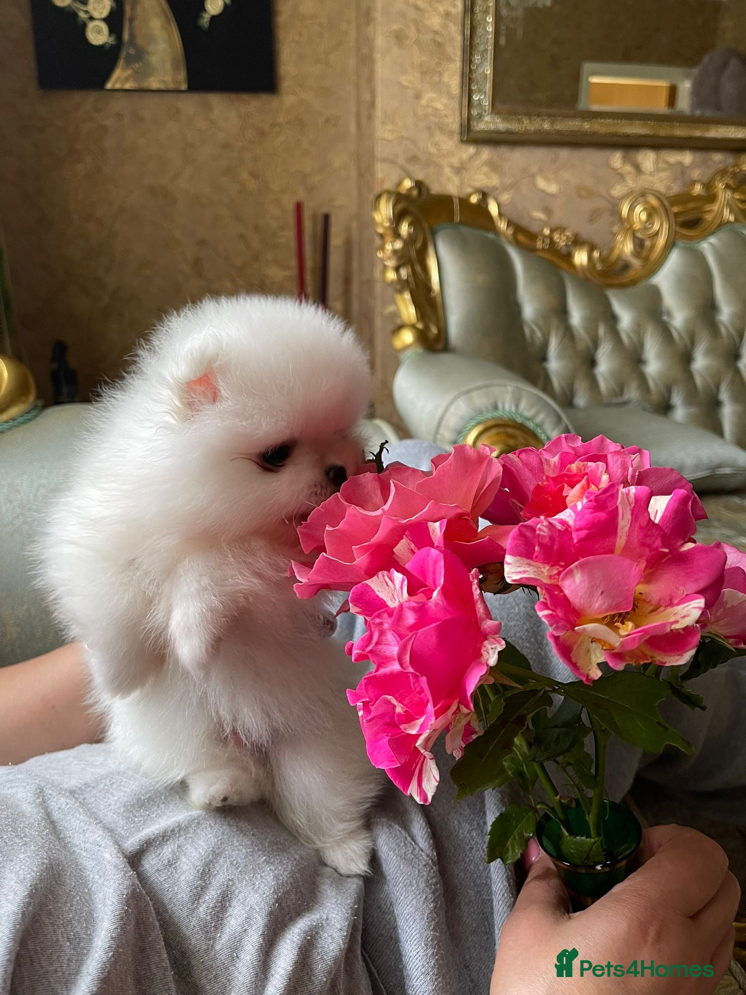 Pomeranian dogs Pomeranian Spitz puppies  - Advert 4