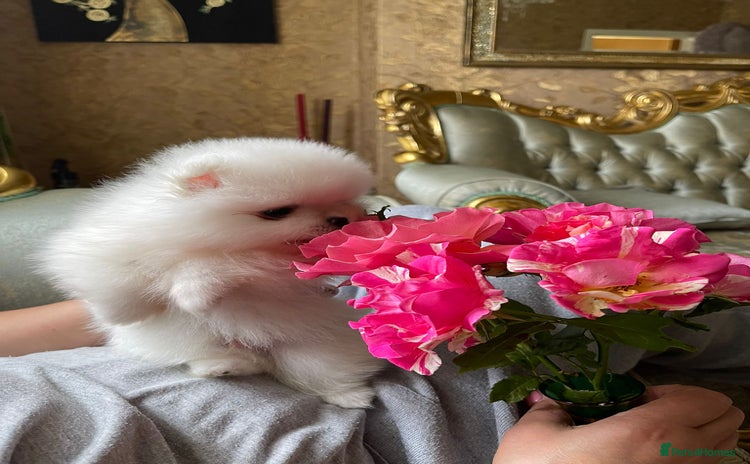 Pomeranian dogs - Advert 4